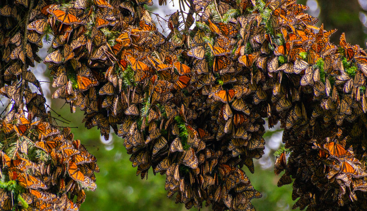 Mariposa monarca