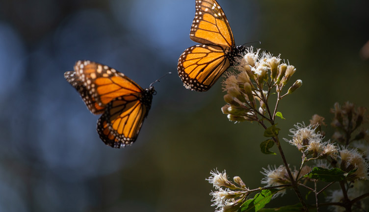 Mariposa monarca