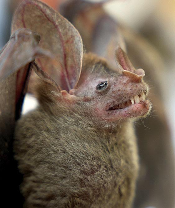 Heroes Verdes México: Fauna