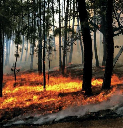 Heroes Verdes México Bosque