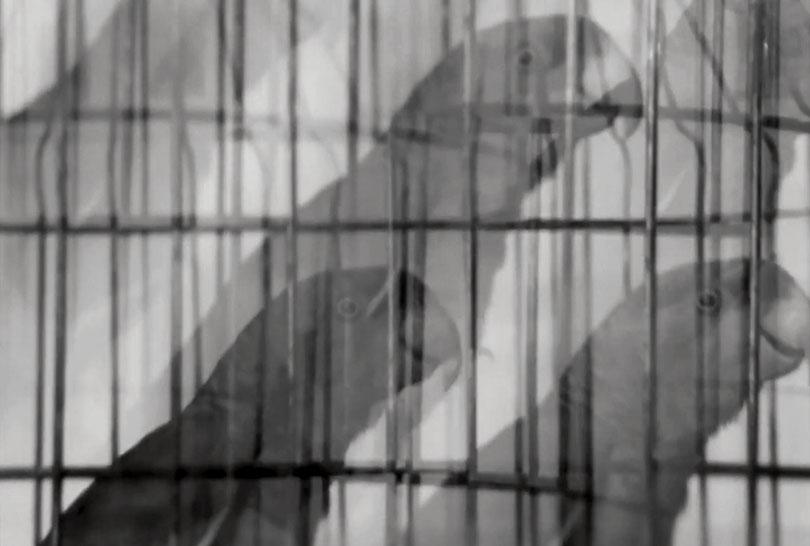 Las aves de Prometeo