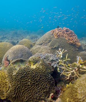 Heroes Verdes México: Mar