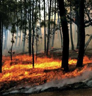 Heroes Verdes México Bosque
