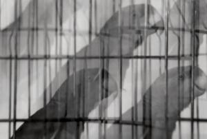 Las aves de Prometeo